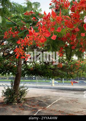 Close up of flamboyant tree with red flowers in an empty parking lot Stock Photo
