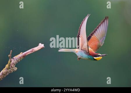Bienenfresser, European bee eater, Merops apiaster Stock Photo