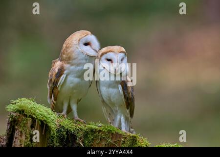 Schleiereule, Tyto alba, Barn Owl Stock Photo