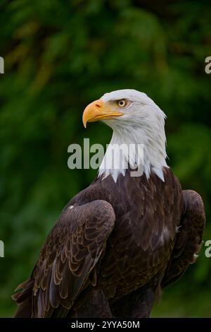 Weisskopfseeadler, Haliaeetus leucocephalus, Bald eagle Stock Photo