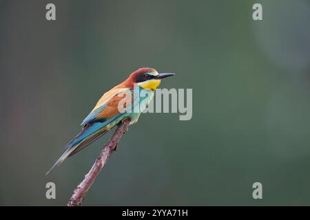 Bienenfresser, European bee eater, Merops apiaster Stock Photo
