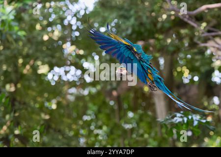 Gelbbrustara, Ara ararauna, blue-and-yellow Macaw Stock Photo