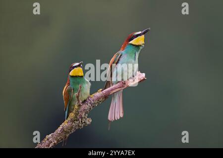 Bienenfresser, European bee eater, Merops apiaster Stock Photo