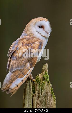 Schleiereule, Tyto alba, Barn Owl Stock Photo