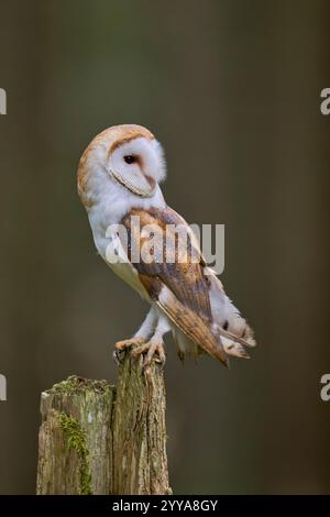 Schleiereule, Tyto alba, Barn Owl Stock Photo