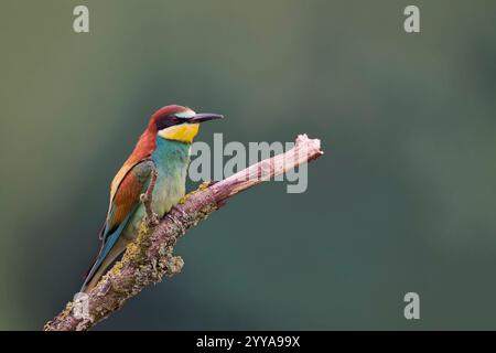 Bienenfresser, European bee eater, Merops apiaster Stock Photo