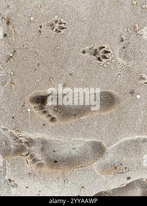 Human and dog footprint in the sand on the beach at Qatar Stock Photo