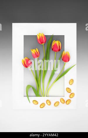 Easter chocolate gold eggs with red and yellow striped tulip flowers, Dow Jones variety on gradient gray background with white frame. Stock Photo