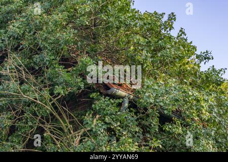 Ivy has completely overgrown the old building Stock Photo