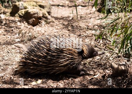The short nosed echidna has strong-clawed feet and spines on the upper ...