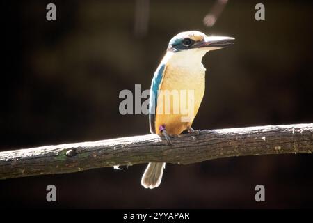 the scared kingfisher has a turquoise back, turquoise blue rump and tail, buff-white underparts and a broad cream collar. There is a broad black eye s Stock Photo