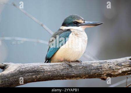 the scared kingfisher has a turquoise back, turquoise blue rump and tail, buff-white underparts and a broad cream collar. Stock Photo