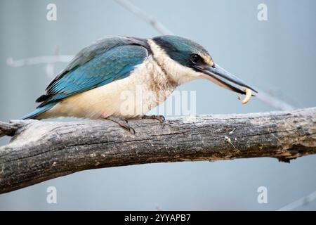 the scared kingfisher has a turquoise back, turquoise blue rump and tail, buff-white underparts and a broad cream collar. Stock Photo