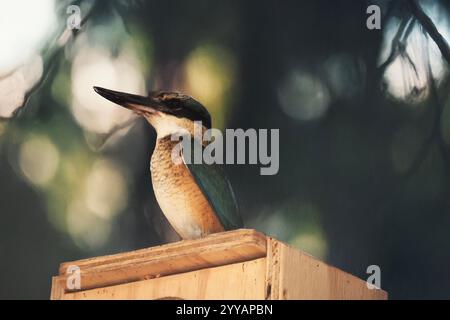 the scared kingfisher has a turquoise back, turquoise blue rump and tail, buff-white underparts and a broad cream collar. There is a broad black eye s Stock Photo