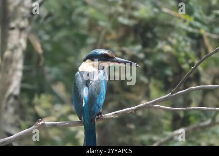 the scared kingfisher has a turquoise back, turquoise blue rump and tail, buff-white underparts and a broad cream collar Stock Photo