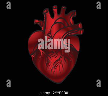Realistic anatomical red heart beating on dark background Stock Vector