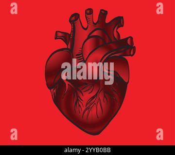 Realistic anatomical red heart beating on dark background Stock Vector