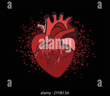 Realistic anatomical red heart beating on dark background Stock Vector
