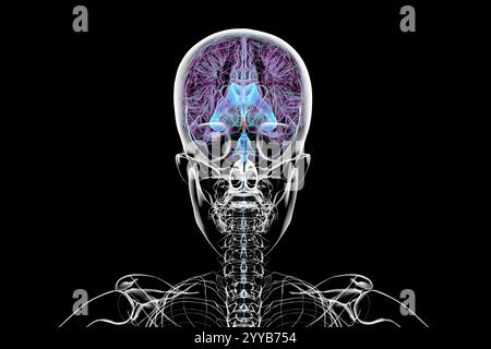 Midbrain Csf Computer illustration of the cerebral aqueduct (orange), a narrow ...