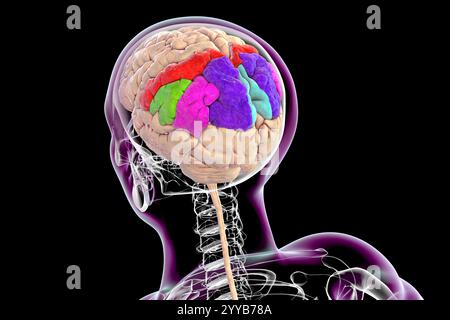 Computer illustration of the parietal gyri showing the postcentral ...
