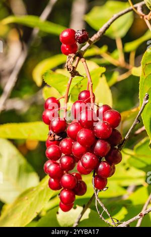 A bunch of red grapes hanging from a tree. The grapes are ripe and ready to be picked Stock Photo