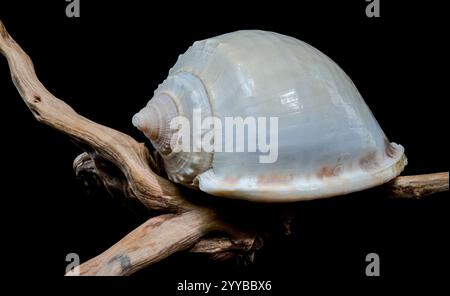 Close-up of a Phalium glaucum seashell placed on weathered driftwood, captured against a black background to highlight its smooth, glossy surface and Stock Photo