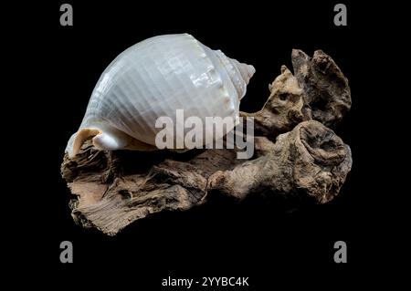 Close-up of a Phalium glaucum seashell placed on weathered driftwood, captured against a black background to highlight its smooth, glossy surface and Stock Photo