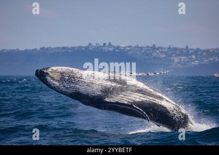 Large humpback whale breaches off Sydney, Austra Stock Photo - Alamy