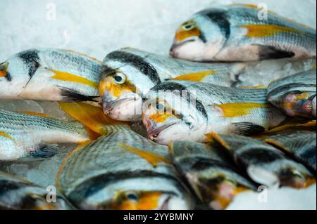 Fresh Yellow sea bream fish selling in fresh market in Doha Stock Photo