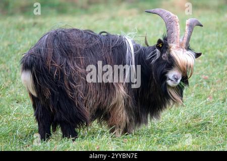 Dutch landrace goat looking up from eating. This very rare breed has impressive horns Stock Photo