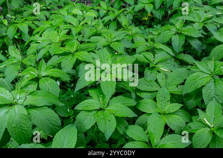 In the spring in the wild Mercurialis perennis grows in the forest. Stock Photo