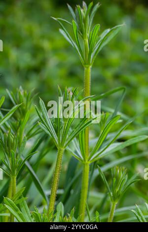 The Cleavers Galium aparine have been used in the traditional medicine for treatment of disorders of the diuretic, lymph systems and as a detoxifier. Stock Photo