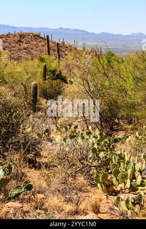 A desert landscape with a few trees and cacti. The sky is blue and the ...