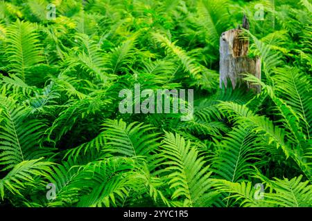 A lush, green cover of Bracken Ferns growing in the boreal forest ...