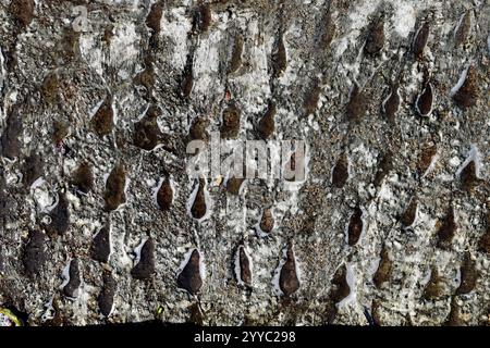 Surface floor with spiked cement with water and foam Stock Photo