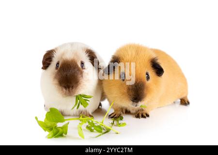 Lunch time. Two funny guinea pigs eating one cabbage leaf isolated on a ...