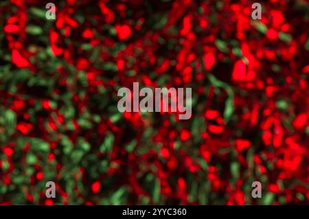 Seasonal colors in an abstract background Stock Photo
