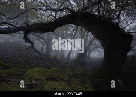 Ancient twisted tree in foggy woodland, eerie and enchanting forest atmosphere Stock Photo