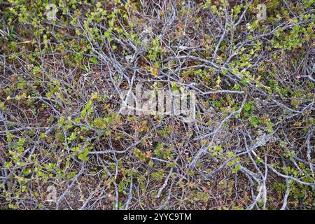 Close-up of vegetation in the tundra (moss, lichens, dwarf birch). The Kola Peninsula. Russia Stock Photo