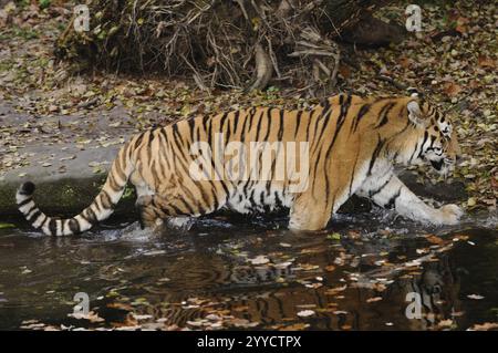 Adult tiger striding through a shallow watercourse, Siberian tiger (Panthera tigris altaica), captive, occurring in Russia, North Korea and China Stock Photo