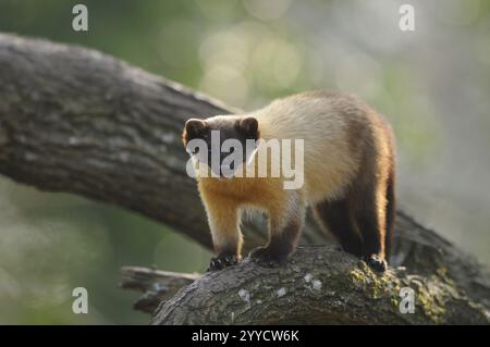 A marten standing on a tree trunk in the wild, coloured marten (Martes flavigula), captive, Germany, Europe Stock Photo