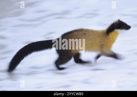 A marten running fast over the snow, coloured marten (Martes flavigula), captive, Germany, Europe Stock Photo