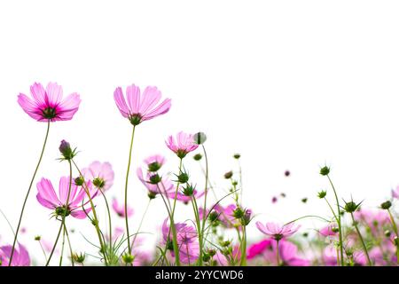 pink cosmos flower isolated on white background. flower concept Stock Photo