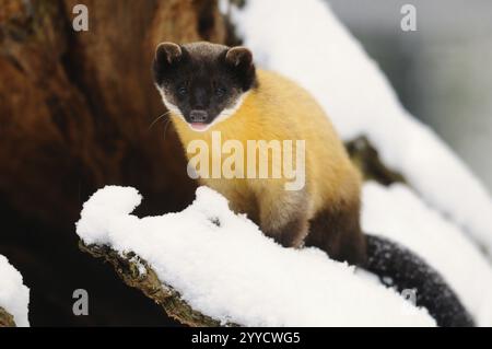 A marten with yellow fur sitting on a snow-covered tree trunk, coloured marten (Martes flavigula), captive, Germany, Europe Stock Photo