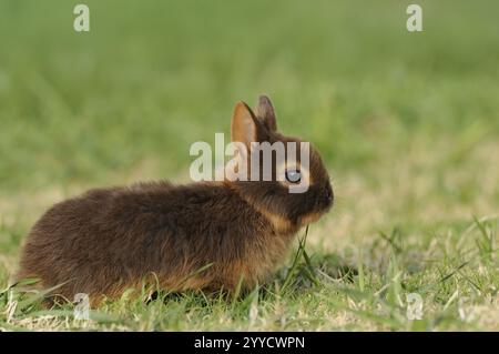 Small brown rabbit sitting in the grass, looking to the side, colour dwarf, tan-havana, Bavaria Stock Photo