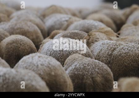 Close-up of a densely packed flock of sheep in winter, the fluffy wool shows natural textures, domestic sheep (Ovis orientalis aries), Bavaria Stock Photo