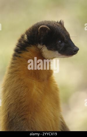 An upright marten with yellow fur, coloured marten (Martes flavigula), captive, Germany, Europe Stock Photo