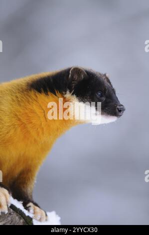 Marten with yellow fur in a wintry environment, coloured marten (Martes flavigula), captive, Germany, Europe Stock Photo