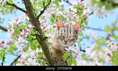 Young cat, kitten, climbing attentively on an apple tree in spring at blossom. Cat's eyes are wide. Stock Photo