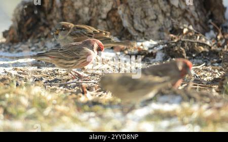 Male House Finch (Carpodacus mexicanus) feeding on the ground in winter Stock Photo